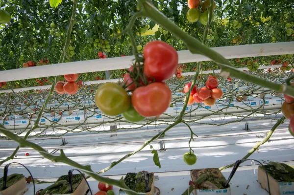 ТОМАТНЫЙ БЛЕФ: КАК «ГРУЗИНСКАЯ ПРАЧЕЧНАЯ» И ГАЗПРОМ УБИВАЮТ АРМЯНСКИЕ ТЕПЛИЦЫ